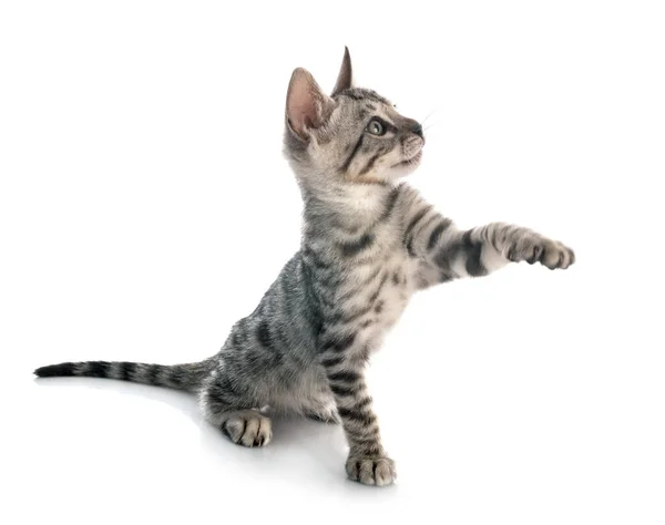 Bengal Cat Front White Background — Stock Photo, Image