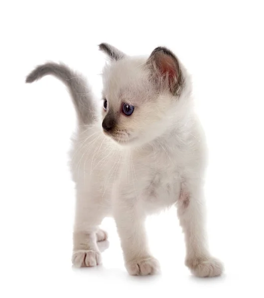 Birman Kitten Front White Background — Stock Photo, Image