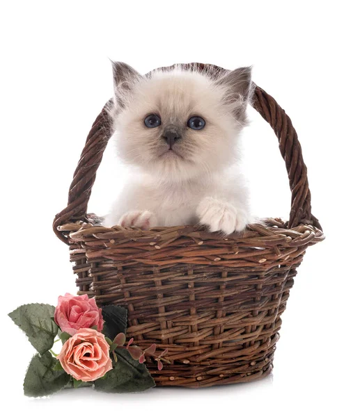 Birman Gatinho Frente Fundo Branco — Fotografia de Stock