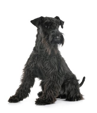 Beyaz arkaplan önünde minyatür schnauzer