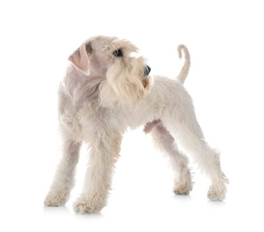 Beyaz arkaplan önünde minyatür schnauzer