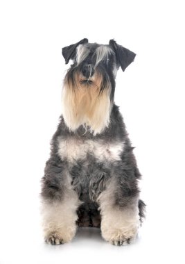 Beyaz arkaplan önünde minyatür schnauzer