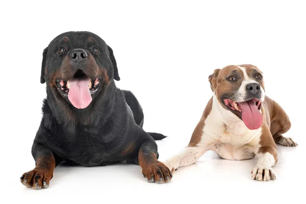 Amerikan Personeli Terrier Rottweiler Beyaz Arka Planda — Stok fotoğraf