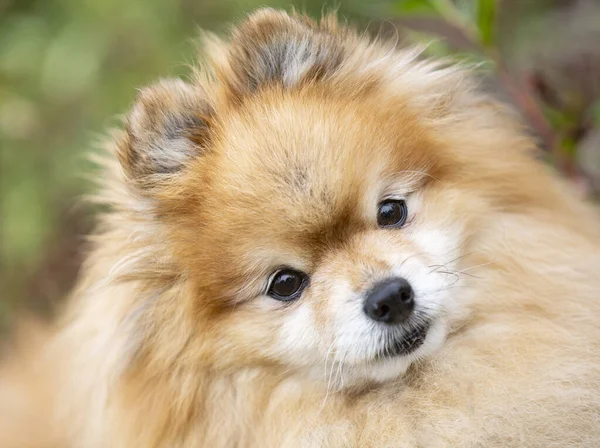 Young Pomeranian Picture Nature Autumn — Stock Photo, Image