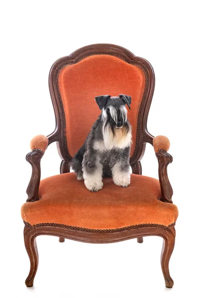 Miniatura Schnauzer Davanti Sfondo Bianco — Foto Stock