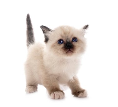 Birman kedi yavrusu beyaz arkaplan önünde