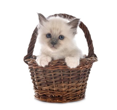Birman kedi yavrusu beyaz arkaplan önünde