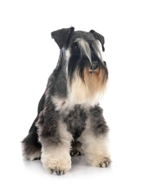 Beyaz arkaplan önünde minyatür schnauzer