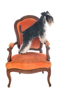 Beyaz arkaplan önünde minyatür schnauzer