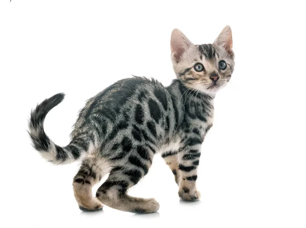 Bengalkatze Vor Weißem Hintergrund — Stockfoto