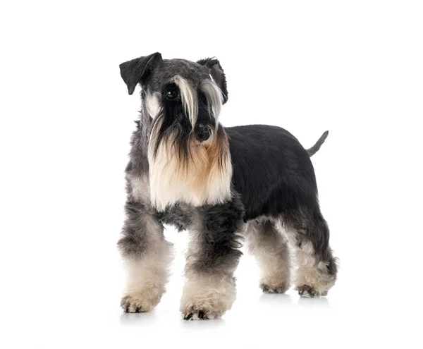 Miniatűr Schnauzer Előtt Fehér Háttér — Stock Fotó