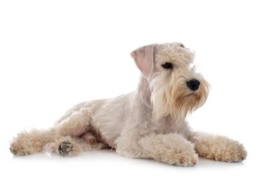 Beyaz arkaplan önünde minyatür schnauzer