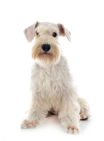 Miniatyr Schnauzer Framför Vit Bakgrund — Stockfoto