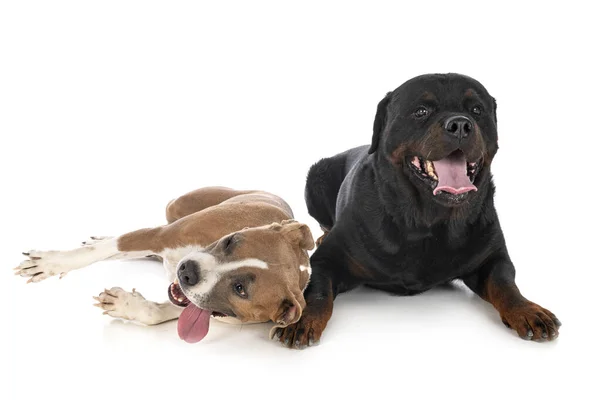 Amerikansk Staffordshire Terrier Och Rottweiler Framför Vit Bakgrund — Stockfoto