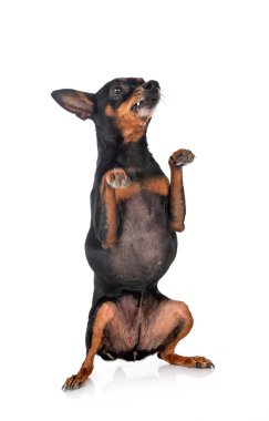 Minyatür pinscher, beyaz arkaplanın önünde.