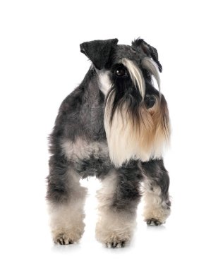 Beyaz arkaplan önünde minyatür schnauzer