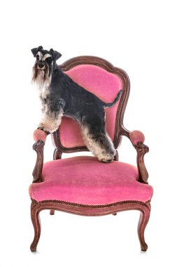 Beyaz arkaplan önünde minyatür schnauzer