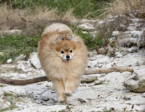 Mladý Pomeranian Obraz Přírodě Podzim — Stock fotografie