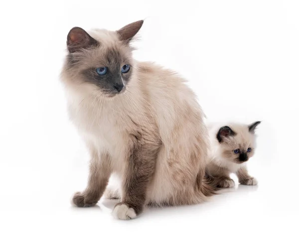 Birman Gatinho Mãe Frente Fundo Branco — Fotografia de Stock