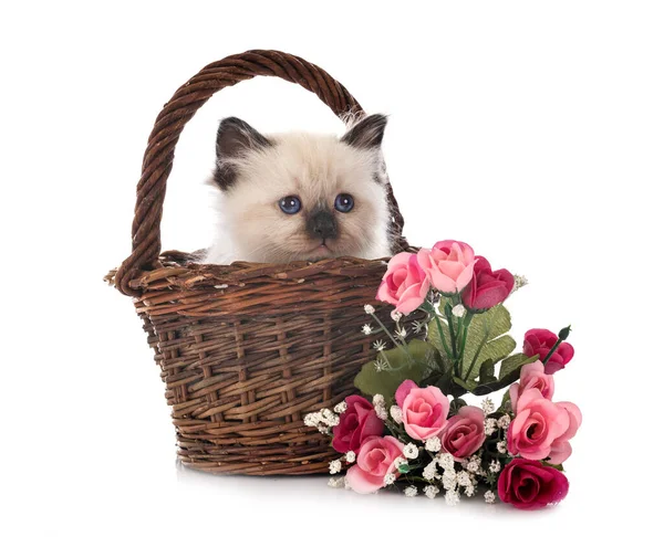 Birman Kitten Front White Background — Stock Photo, Image