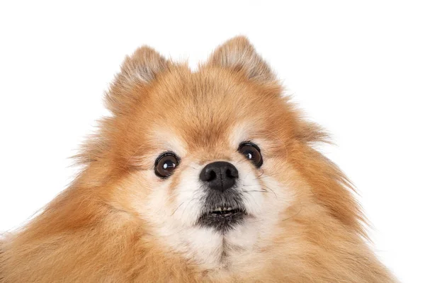 Young Pomeranian Front White Background — Stock Photo, Image