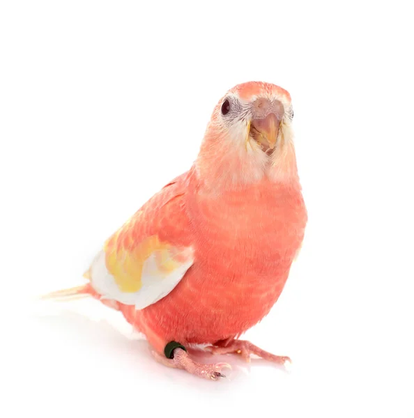 Bourke Parrot Front White Background — Stock Photo, Image