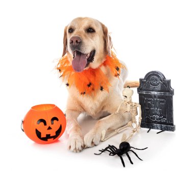 Labrador Retriever beyaz arkaplan önünde