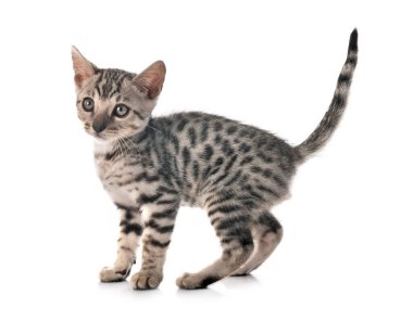 Bengal kedisi beyaz arka planda