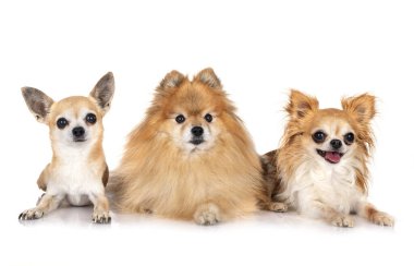 Genç Pomeranian ve Chihuahua beyaz arkaplan önünde