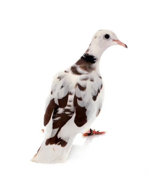 白い背景の前にアフリカ色の鳩 — ストック写真