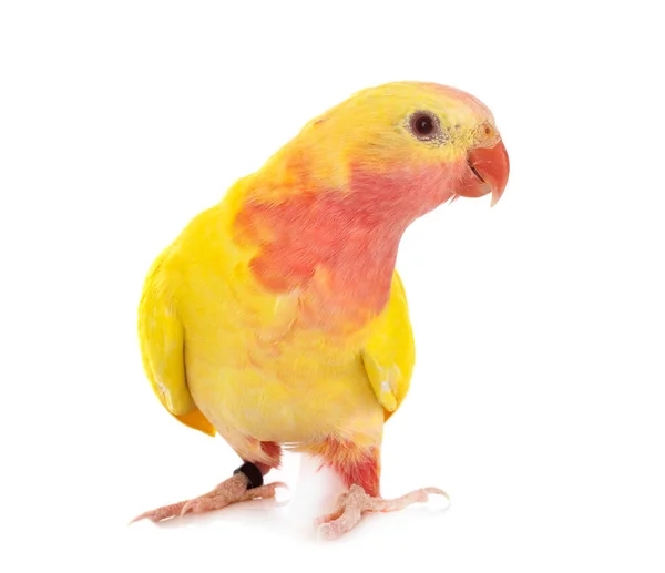 Prinzessin Papagei Vor Weißem Hintergrund — Stockfoto