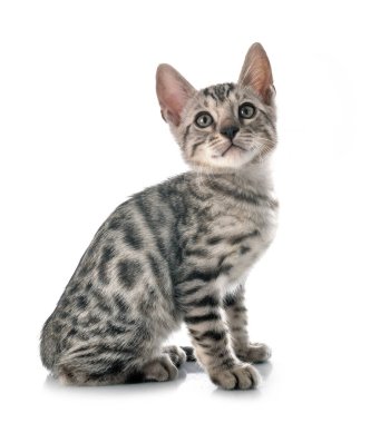 Bengal kedisi beyaz arka planda