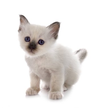 Birman kedi yavrusu beyaz arkaplan önünde