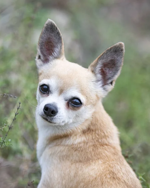 Pequeno Chihuahua Andando Livre Natureza — Fotografia de Stock