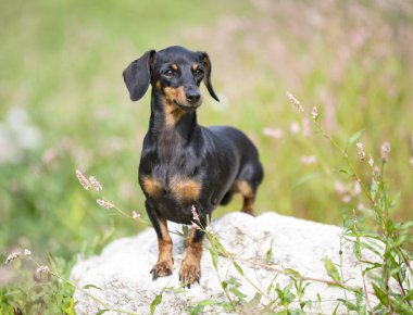 Siyah ve esmer Dachshund doğada yürüyor.