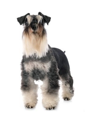 Beyaz arkaplan önünde minyatür schnauzer