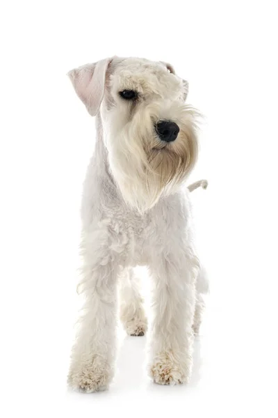 Miniatűr Schnauzer Előtt Fehér Háttér — Stock Fotó