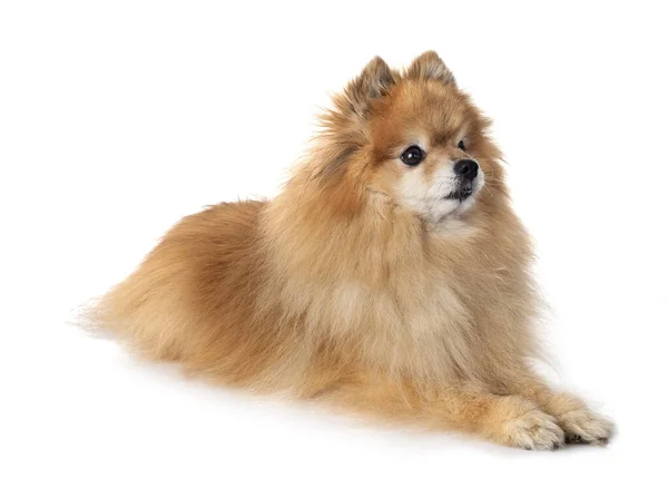 Young Pomeranian Front White Background — Stock Photo, Image