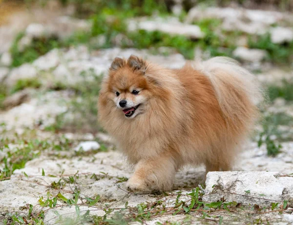 Mladý Pomeranian Obraz Přírodě Podzim — Stock fotografie