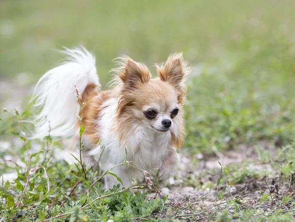 Liten Chihuahua Promenader Gratis Naturen — Stockfoto