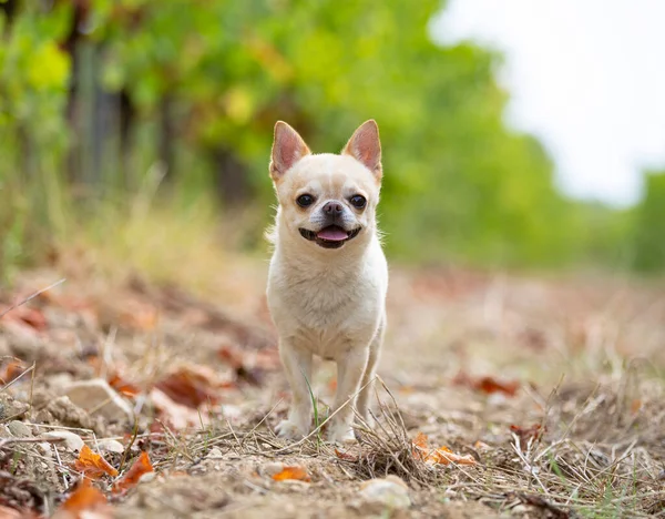 Liten Chihuahua Promenader Gratis Naturen — Stockfoto