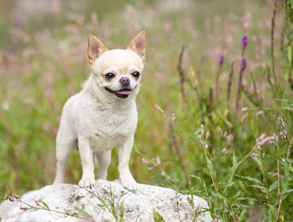 Pequeno Chihuahua Andando Livre Natureza — Fotografia de Stock