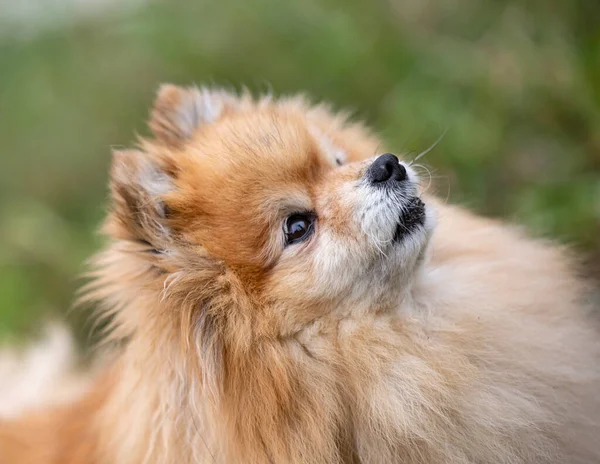 Młody Pomeranian Obraz Przyrodzie Jesienią — Zdjęcie stockowe