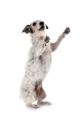 Beyaz arka planda yaşlı Jack Russel Teriyer