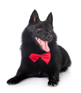 Beyaz arka planda safkan Schipperke