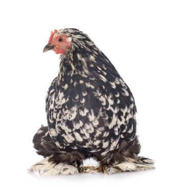 Pekin bantam beyaz arkaplan önünde