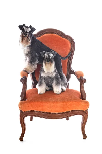 Schnauzer Miniatura Davanti Sfondo Bianco — Foto Stock