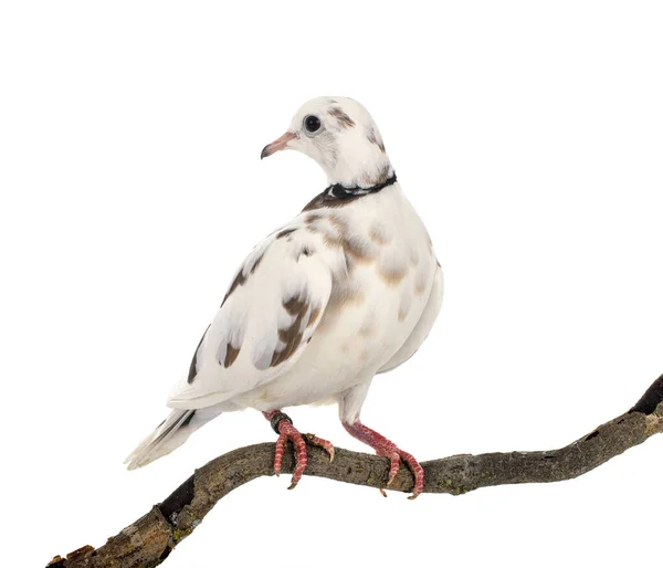 Afrikanische Halstaube Vor Weißem Hintergrund — Stockfoto