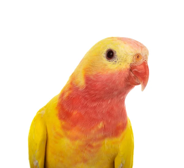 Hercegnő Papagáj Előtt Fehér Háttér — Stock Fotó