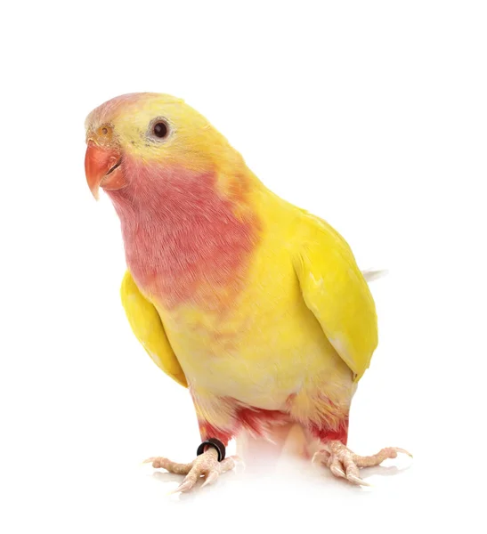 Prinzessin Papagei Vor Weißem Hintergrund — Stockfoto